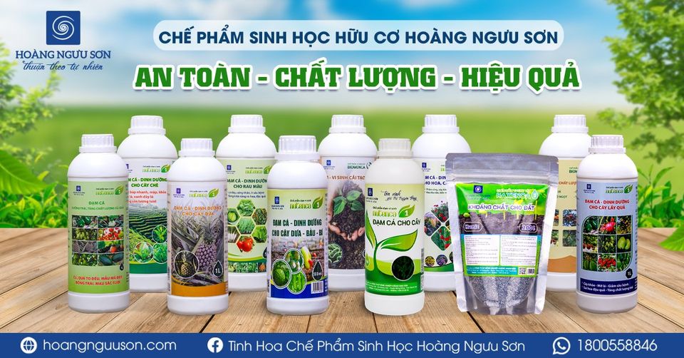 ứng dụng chế phẩm sinh học Hoàng Ngưu Sơn trong trồng trọt