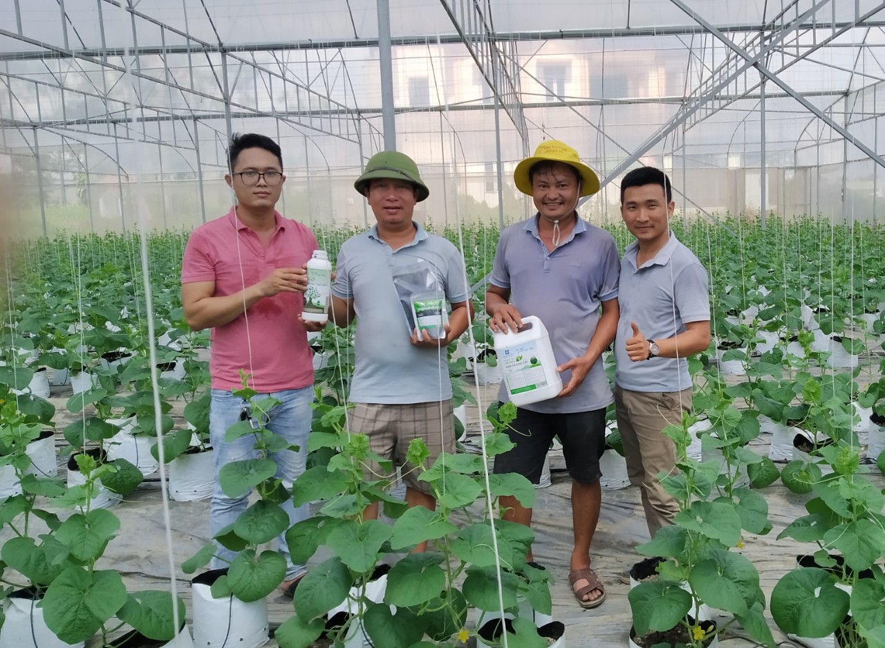 Mô hình trồng dưa lưới nhà màng sử dụng chế phẩm sinh học Hoàng Ngưu Sơn