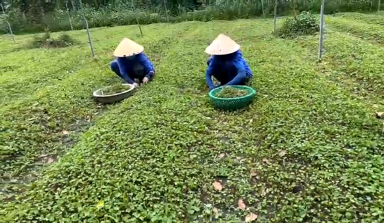 khám phá nông trại Hoàng Ngưu Sơn khu trồng rau sạch hữu cơ