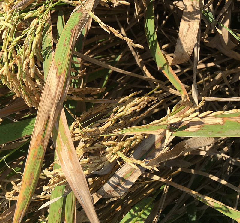 bệnh khô vằn hại lúa