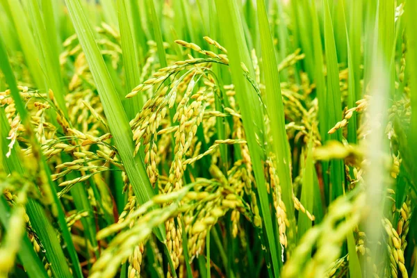 cách phòng trừ bệnh đạo ôn trên lúa