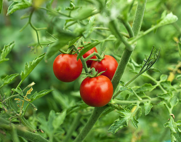 phòng trừ bệnh trên cây cà chua
