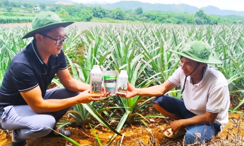 cảm nhận của khách hàng trồng dứa khi sử dụng chế phẩm sinh học Hoàng Ngưu Sơn